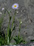 Kahles Berufkraut - Erigeron glabratus Bluff & Fingerh. 