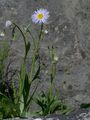Variable Fleabane - Erigeron glabratus Bluff & Fingerh.