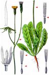 Kahles Ferkelkraut - Hypochaeris glabra L. 