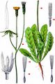 Smooth Cat's-Ear - Hypochaeris glabra L.