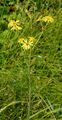 Sumpf-Greiskraut - Jacobaea paludosa (L.) G. Gaertn. & al.