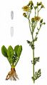 Jakobsgreiskraut - Jacobaea vulgaris Gaertn.