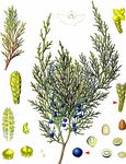 Stink-Wacholder - Juniperus sabina L. 