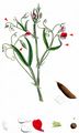 Hairy Vetchling - Lathyrus hirsutus L.