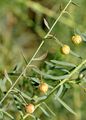 Asian Flax - Linum austriacum L.