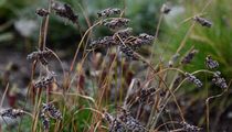 Ähren-Hainsimse - Luzula spicata (L.) DC.
