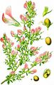 Spiny Restharrow - Ononis spinosa L.