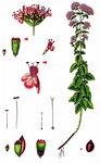 Gewöhnlicher Dost - Origanum vulgare L. 