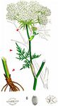 Sumpf-Haarstrang - Peucedanum palustre (L.) Moench 