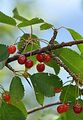 Dwarf Cherry - Prunus cerasus L.