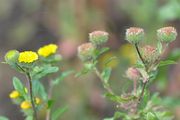 Small Fleabane - Pulicaria vulgaris Gaertn.