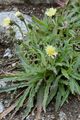 Weißliches Habichtskraut - Schlagintweitia intybacea (All.) Griseb.