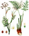 Cambridge Milk-Parsley - Selinum carvifolia (L.) L.