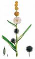 Unbranched Bur-Reed - Sparganium emersum Rehmann