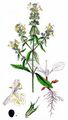 Einjähriger Ziest - Stachys annua (L.) L.