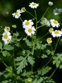 Feverfew - Tanacetum parthenium (L.) Sch. Bip.