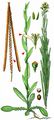 Tower Mustard - Turritis glabra L.