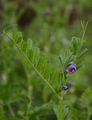 Common Vetch - Vicia sativa L.