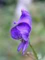 Blauer Eisenhut - Aconitum napellus L.