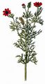 Summer Pheasant's-Eye - Adonis aestivalis L.