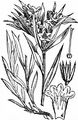 Blauroter Steinsame - Aegonychon purpurocaeruleum (L.) Holub