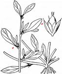 Westamerikanischer Fuchsschwanz - Amaranthus blitoides S. Watson 