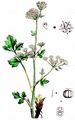 Wild Celery - Apium graveolens L.