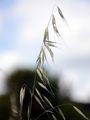 Bristle Oat - Avena strigosa Schreb.