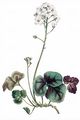 Kleeblättriges Schaumkraut - Cardamine trifolia L.