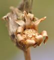 Chicory - Cichorium intybus L.