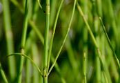 Sumpf-Schachtelhalm - Equisetum palustre L.