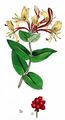 Honeysuckle - Lonicera periclymenum L.