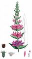 Purple-Loosestrife - Lythrum salicaria L.