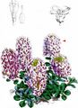 Round-Leaved Penny-Cress - Noccaea rotundifolia (L.) Moench