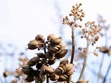 Foxglove-Tree - Paulownia tomentosa (Thunb.) Siebold & Zucc.