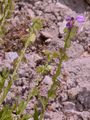 Tufted Milkwort - Polygala comosa Schkuhr