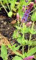 Balkan Clary - Salvia nemorosa L.