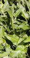 Heil-Ziest - Stachys officinalis (L.) Trevis.