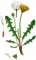  - Taraxacum sect. Taraxacum F. H. Wigg.