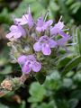 Frühblühender Thymian - Thymus praecox Opiz
