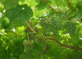 Grape-Vine - Vitis vinifera L.