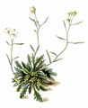 Lyrate Rockcress - Arabidopsis petraea (L.) V.I.Dorof.