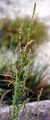 Strand-Melde - Atriplex littoralis L.