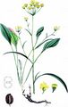Sichelblättriges Hasenohr - Bupleurum falcatum L.