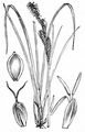 Rasen-Segge - Carex cespitosa L.