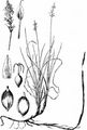 Niedrige Segge - Carex supina Wahlenb.
