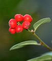 Filzige Zwergmispel - Cotoneaster tomentosus (Aiton) Lindl.