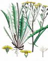 Smooth Hawk's-Beard - Crepis capillaris (L.) Wallr.