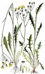 Nizza-Pippau - Crepis nicaeensis Pers. 