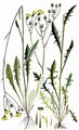 French Hawk's-Beard - Crepis nicaeensis Pers.